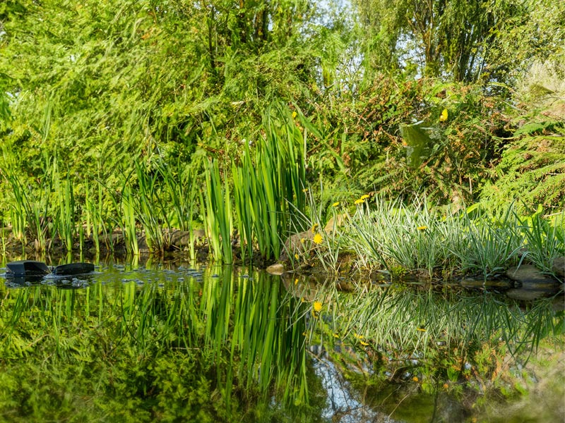 Schaffung eines naturnahen Biotops für Amphibien, Reptilien und Insekten