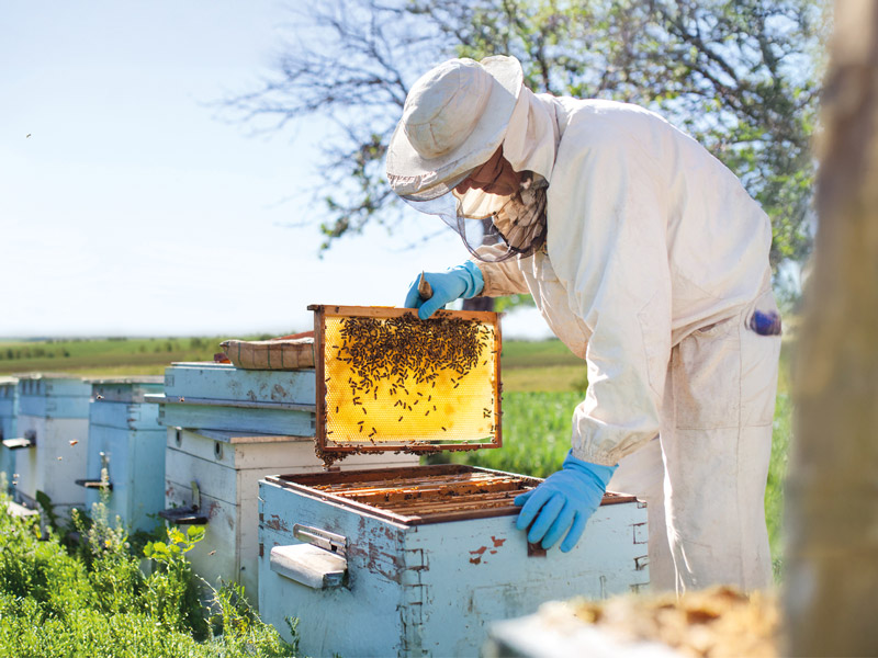 Imker mit einer Bienenwabe in der Hand